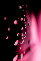 pink water drop