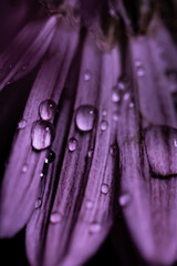 water drops on purple flower