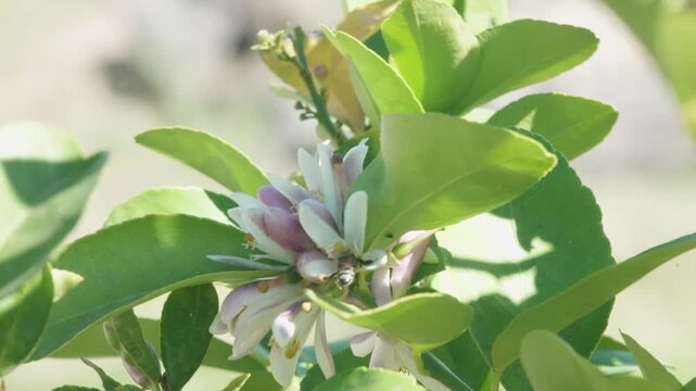 Close-up of honey bees collecting pollen from delicate Meyer lemon tree flowers in full bloom. The bees move from blossom to blossom, their bodies dusted with golden pollen as they gather nectar.
