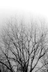 tree in snow, bare branches