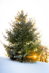 christmas tree in snow at sunset