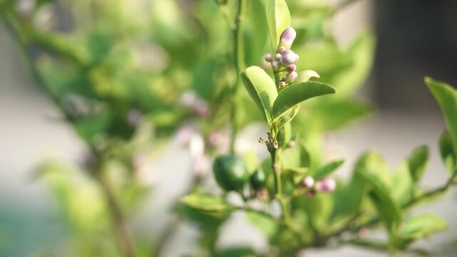 Close-up of a healthy Meyer lemon tree branch in natural daylight, featuring small, newly forming green lemons alongside delicate white lemon blossoms. The flowers display soft white petals with subtl