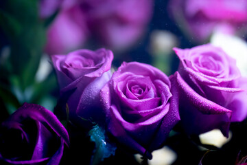 bouquet of purple roses