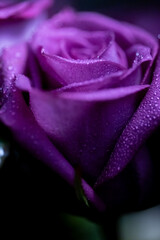 pink rose close up, dew