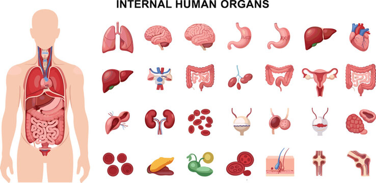 Internal human organs anatomy illustration set, medical chart, biology learning, health science, educational vector artwork