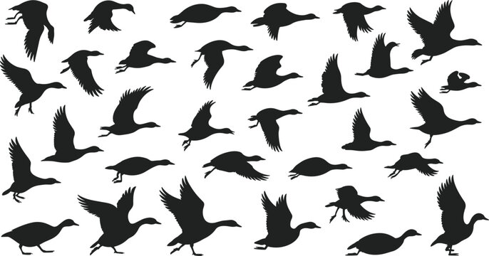 Flying geese silhouettes vector illustration, multiple bird poses in flight, wing positions, nature design for wildlife, migration, forest, outdoor, avian themes