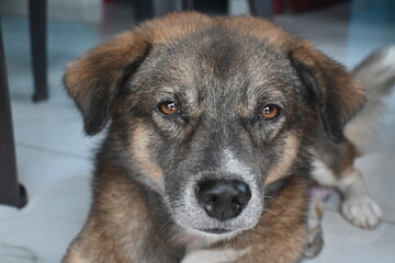 portrait of a dog © NEVIN