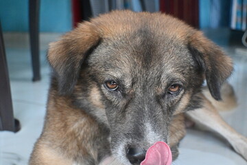 portrait of a dog © NEVIN