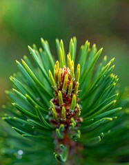 Macro view of a fresh evergreen sprout with needle-like leaves
