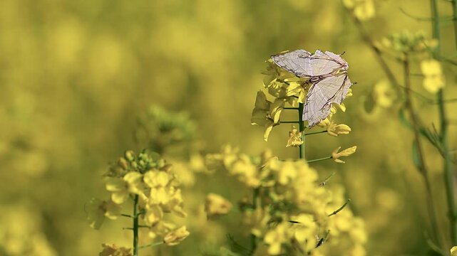 Bright daylight frames cyrestis butterfly nectaring gently among yellow mustard flowers