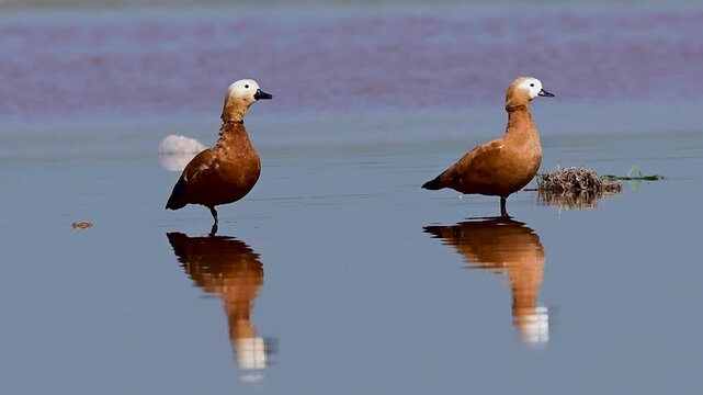 Ruddy shelducks float in calm river showing mirrored reflection balanced posture and peaceful waterfowl presence