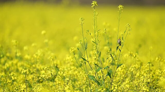 Common chiffchaff perched attentively within agricultural landscape shows vigilance