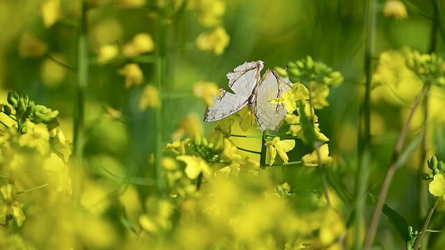 Bright daylight frames map butterflies (Genus Cyrestis) butterfly nectaring gently among yellow mustard flowers