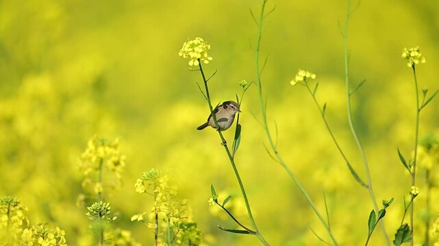 Common chiffchaff perches within mustard fields showing alert posture balance subtle plumage and calm presence