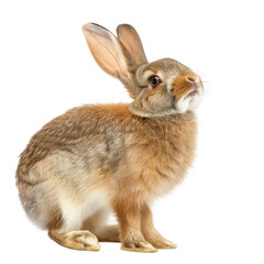 Obraz premium Cute Winking Rabbit Sitting isolated on a transparent background