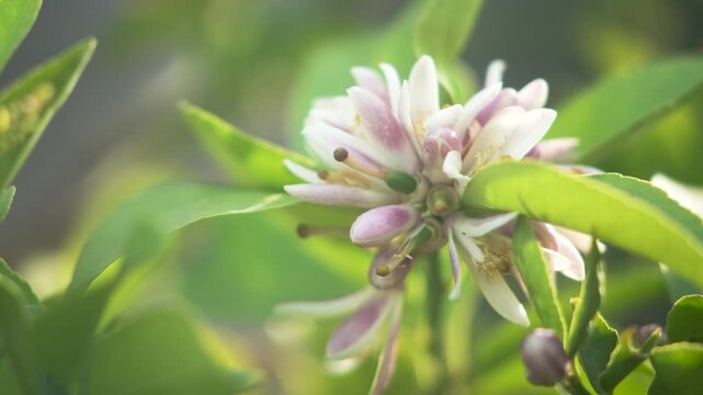 Close-up of a healthy Meyer lemon tree branch in natural daylight. Tthe flowers display soft white petals with subtle purple tinges and bright yellow centers.
