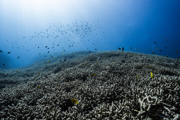 Marine life on coral reef © Satoshi