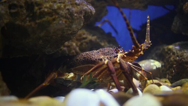 Low angle view of spiny lobster hiding under rocky reef, close-up