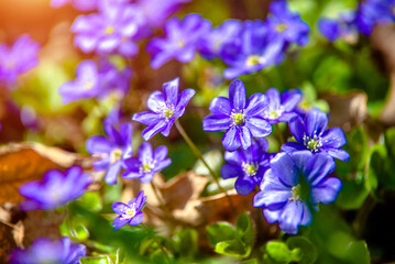 blue snowdrops on a forest glade  © licvin