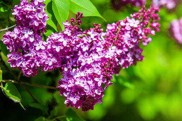 Obraz premium Pink lilac blooms in the Botanical garden