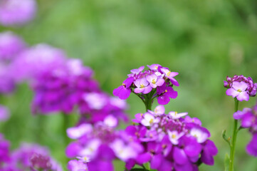 Naklejka premium Close-up image of delicate violet blossoms against a green bokeh background, conveying tranquility, freshness, and the charm of vibrant natural colors in floral macro style.