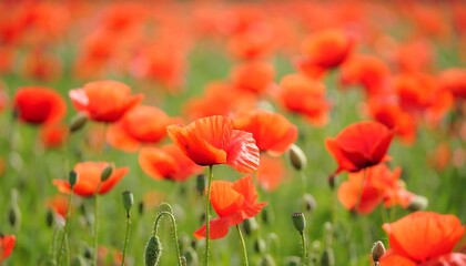Fototapeta premium A vibrant field of red wildflowers in full bloom, with soft green stems and a blurred background. The image is bright and natural