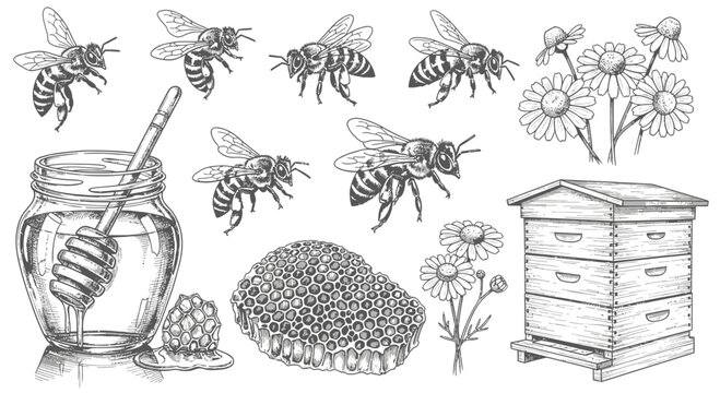 Detailed illustration of bees honey honeycomb beehive and flowers