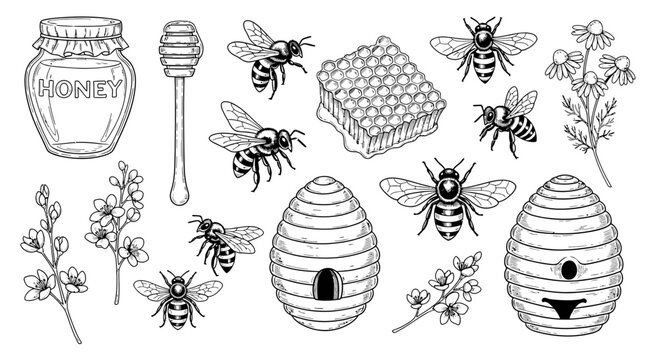 Honey bee and hive illustration set vector graphic elements