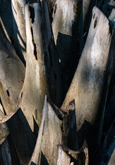 Close up dramatic detail of sharp pointed spikes thorns on palm tree trunk creating natural protective defense pattern