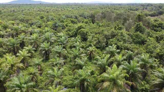 Low-flying drone view of oil palm plantation on waterlogged land