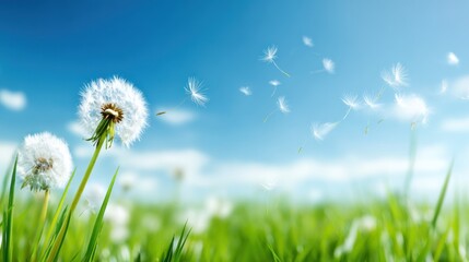 Dandelions in a field with a clear blue sky.