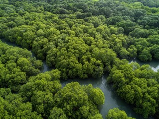 Naklejka premium Aerial view of a dense green mangrove forest with winding dark water channels flowing through drone shot