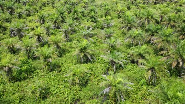 Low-flying drone view of oil palm plantation on waterlogged land