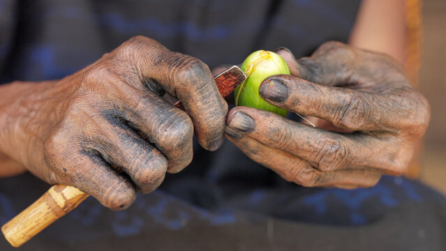 woman's hands opening betel or areca nut, the fruit of the areca palm, areca catechu, on flores island, indonesia, southeast asia for chewing