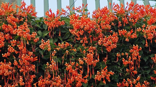 The shape of the Orange Trumpet petals looks like tiny trumpets.