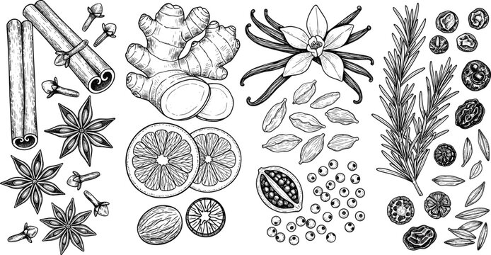 Vintage hand-drawn spice and herb illustration set with engraved botanical elements, culinary ingredients, aromatic seasonings, and natural food design