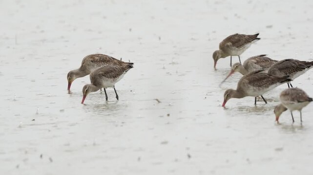 Flock of black-tailed godwits (Limosa limos) on wetland