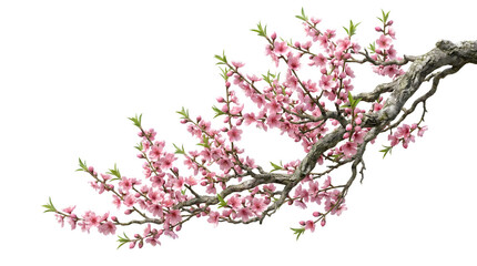 Beautiful pink blooming peach tree flowers on branch isolated on black