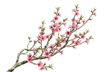 Beautiful blooming pink cherry blossom branch isolated on black background © Rosie Lee