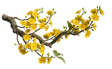 Obraz premium Beautiful Yellow Apricot Blossom Branch Isolated on Solid Black Background