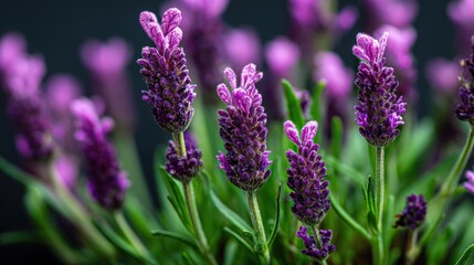 Obraz premium Purple lavender flowers with green leaves against a black background.