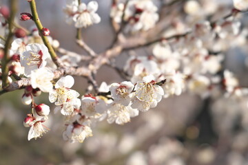 Obraz premium Ibaraki,Japan - February 12, 2026: Ume blossoms or plum blossoms or Japanese apricot blossoms at Kairakuen Park or Kairakuen Garden 
