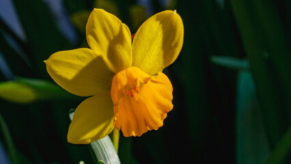Fototapeta premium A vibrant close-up macro shot of a bright yellow daffodil blooming in the sunlight