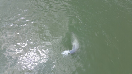 Naklejka premium Aerial View of Irrawaddy Dolphins in the Mekong River near Kratie, Cambodia