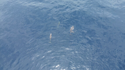 Naklejka premium Aerial View of Spinner Dolphins (Stenella longirostris) – Raja Ampat, West Papua