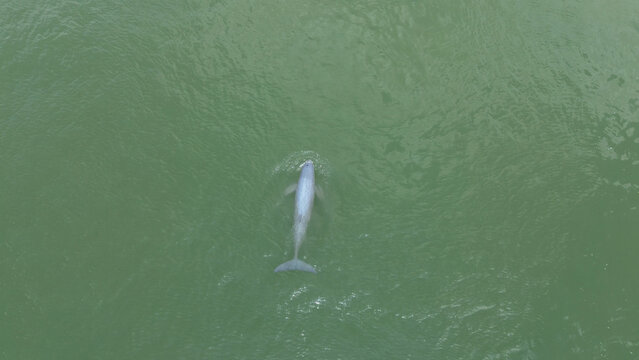 Aerial View of Irrawaddy Dolphins in the Mekong River near Kratie, Cambodia