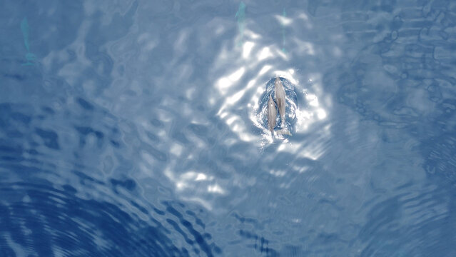 Aerial View of Spinner Dolphins (Stenella longirostris) &ndash; Raja Ampat, West Papua