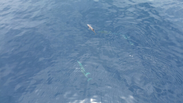 Aerial View of Spinner Dolphins (Stenella longirostris) &ndash; Raja Ampat, West Papua