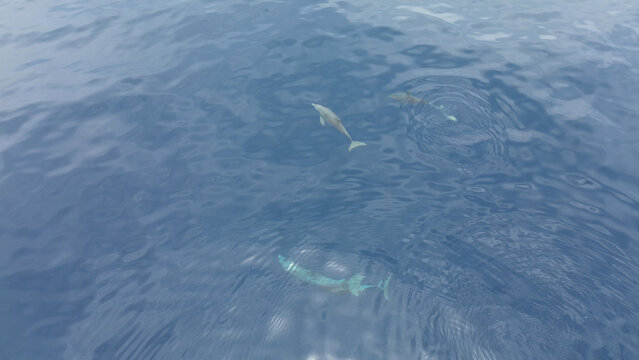 Aerial View of Spinner Dolphins (Stenella longirostris) &ndash; Raja Ampat, West Papua