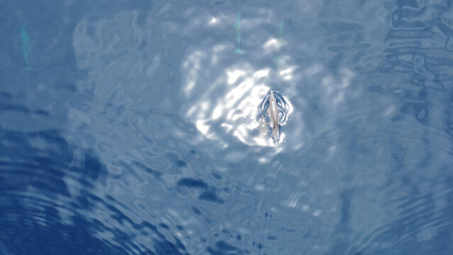 Aerial View of Spinner Dolphins (Stenella longirostris) &ndash; Raja Ampat, West Papua
